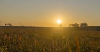 4K UHD düz tepe çayır zamanı yaz veya sonbahar günbatımında. Vahşi doğa ve kırsal çimler. Güneş ışınları ve yeşil ağaçlar. Motorlu doli kaydırıcı