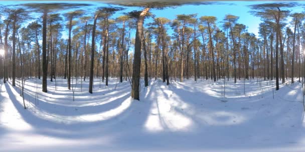 360 의아름다운 아침이나 야생의 시베리아 자연의 풍경을 뒤덮었습니다 조용하고 이름없는 — 비디오