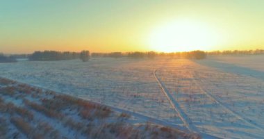 Arktik çayırlı soğuk kış manzarası, karla kaplı ağaçlar ve ufukta sabah güneşleri. Aşırı hava.