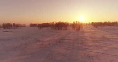 Arktik çayırlı soğuk kış manzarası, karla kaplı ağaçlar ve ufukta sabah güneşleri. Aşırı hava.