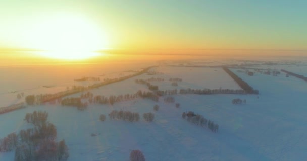 Воздушный Беспилотный Обзор Холодного Зимнего Пейзажа Арктическим Полем Деревьев Покрытых — стоковое видео