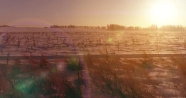 Arktik çayırlı soğuk kış manzarası, karla kaplı ağaçlar ve ufukta sabah güneşleri. Aşırı hava.