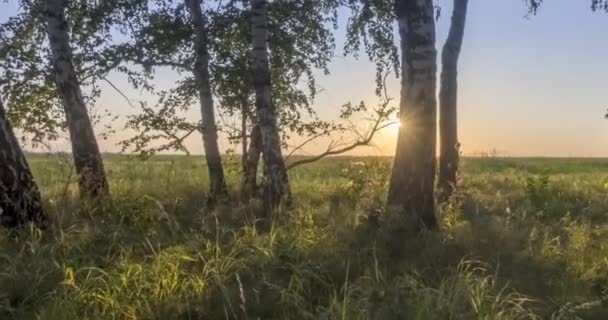 Timelapse Pradera Plana Uhd Verano Otoño Naturaleza Rusa Salvaje Campo — Vídeo de stock