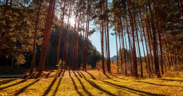 Mountain Evergreen Pine Tree Forest Time Lapse Summer Autumn Time — Stock Video