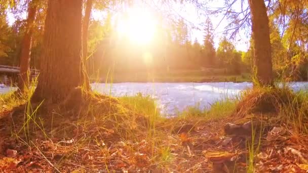 4K的乡郊草地 在山地河岸景观绿草 松树和阳光 秋天或夏天的天气 机动滑轮上的平滑运动 — 图库视频影像