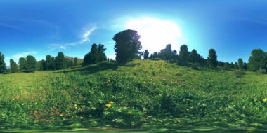 UHD 4K 360 VR yeşil dağ ormanı. Güneş ışınları ve gölgeler, çimenler ve çam ağaçları mavi gökyüzü ve temiz hava üzerinde.