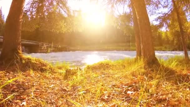 Uhd Pajiști Rurale Malul Râului Munte Peisaj Iarbă Verde Pini — Videoclip de stoc