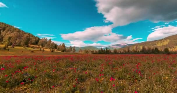 Pré Montagne Time Lapse Heure Été Automne Nature Sauvage Champ — Video