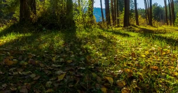 Гора Вечнозеленый Сосновый Лес Timelapse Летнее Осеннее Время Дикая Природа — стоковое видео