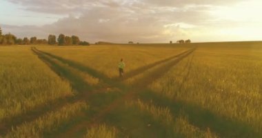 Sportif bir çocuğun havadan çekimleri buğday tarlasından geçiyor. Kırsal çayırlarda akşam sporu alıştırmaları. Mutlu bir çocukluk sağlıklı bir yaşam biçimidir. Açık havada koşma transferi. Radikal hareket, güneş