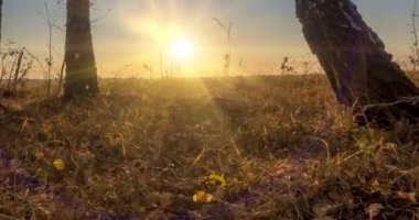 4K UHD düz çayır zamanı yaz veya sonbahar günbatımında. Vahşi Rus doğası ve kırsal alan. Güneş ışınları, ağaçlar, yeşil çimen hareketleri. Motorlu doli kaydırıcı