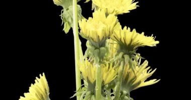 Karahindibanın zaman aşımına uğraması yakın görüş sağlıyor. Çiçek grubunun çiçek açtığı makro çekim. Doğanın bahar sahnesi. Yavaş çekim dönüşü. Siyah üzerine izole krom anahtar.