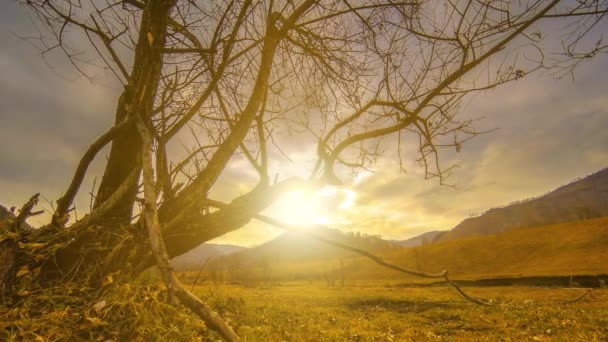 Uhd Time Lapse Death Tree Drought Disaster Dry Yellow Grass — Vídeo de Stock