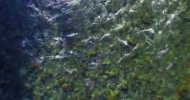 4K hava bakış açısı. Güneşli yaz sabahında, taze, hızlı dağ nehri üzerinde kayalıklarla alçak irtifa uçuşu. Yeşil çam ağaçları ve güneş ışınları. Saf soğuk su akıntısı.