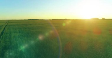 Hava görüntüsü. Yaz mevsiminde, sonsuz sarı manzaralı kırsal arazinin üzerinde alçak irtifa uçuşu. Ufuktaki güneş ışınları. Hızlı yatay hareket. Sonbaharda tarım arazisi.