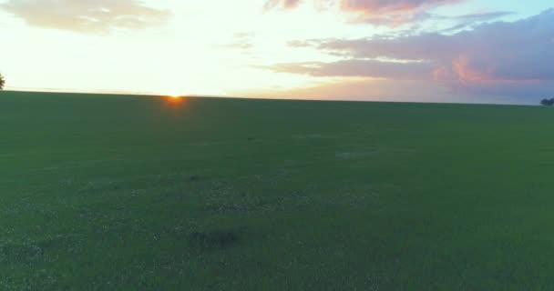 Vue Aérienne Uhd Vol Bas Dessus Paysage Rural Été Avec — Video