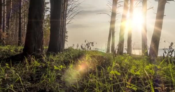 Uhd Forêt Lac Timelapse Heure Été Automne Nature Sauvage Prairie — Video