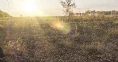 4K UHD düz çayır zamanı yaz veya sonbahar günbatımında. Vahşi Rus doğası ve kırsal alan. Güneş ışınları, ağaçlar, yeşil çimen hareketleri. Motorlu doli kaydırıcı