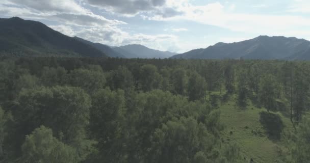 4K航空视图 在阳光明媚的夏夜 低空飞行在常绿松树上 有着无尽的山林 地平线上的太阳光 快速水平运动 野生生物 — 图库视频影像