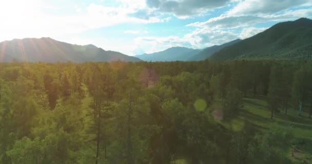 Vista Aérea Bajo Vuelo Sobre Paisaje Pinos Siempreverdes Con Bosque — Vídeos de Stock