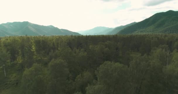 Вигляд Повітря Низький Політ Над Вічнозеленим Сосновим Деревом Нескінченним Гірським — стокове відео