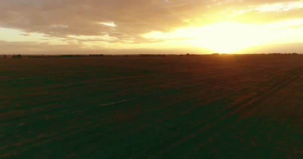 Luftaufnahme Tiefflug Über Die Ländliche Sommerlandschaft Mit Endlosem Gelben Feld — Stockvideo