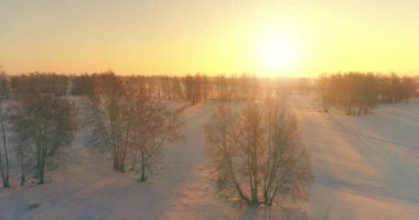 Arktik çayırlı soğuk kış manzarası, karla kaplı ağaçlar ve ufukta sabah güneşleri. Aşırı hava.