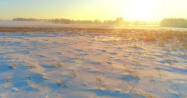 Arktik çayırlı soğuk kış manzarası, karla kaplı ağaçlar ve ufukta sabah güneşleri. Aşırı hava.