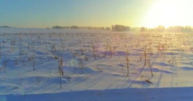 Arktik çayırlı soğuk kış manzarası, karla kaplı ağaçlar ve ufukta sabah güneşleri. Aşırı hava.