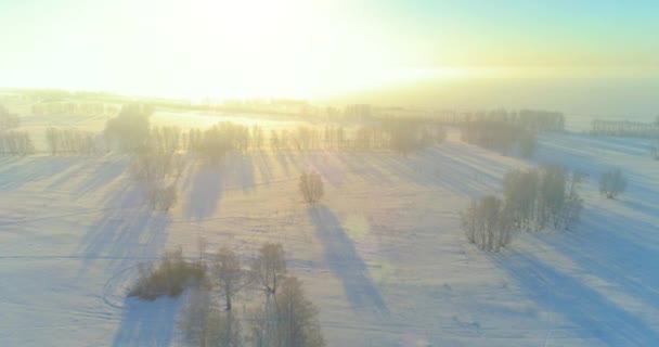 Повітряний Безпілотник Вид Холодний Зимовий Пейзаж Арктичним Полем Дерева Покриті — стокове відео