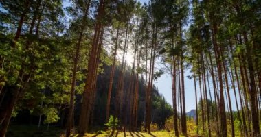 Dağ Yeşili Çam Ağacı Ormanı yaz ve sonbaharda zaman aşımına uğrar. Vahşi doğa, berrak su ve kırsal vadi. Güneş ışınları, küçük dere ve sarı otlar. Motorlu doli kaydırma hareketi