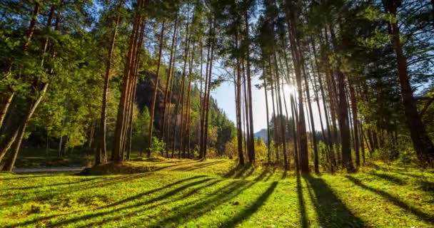 Время Горных Вечнозеленых Сосновых Лесов Истекает Летом Осенью Дикая Природа — стоковое видео