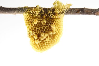 Petek ağaç beyaz izole