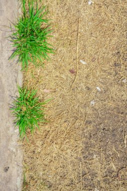 Dikey büyüyen yeşil çimenlerin üzerinde kuru ot ve beton yan yol 