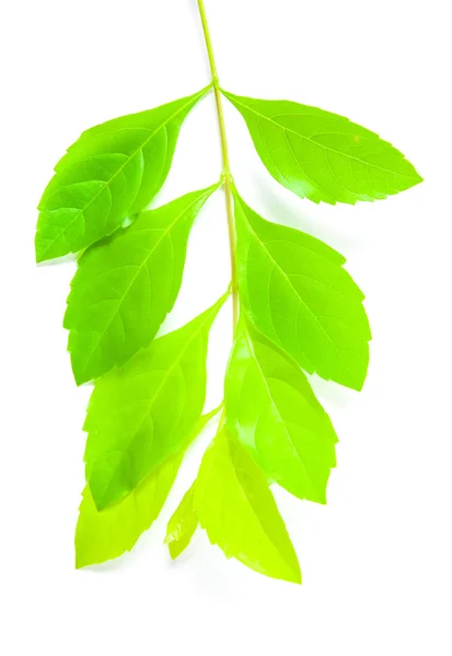 Fresh green leaf on white background — Stock Photo, Image