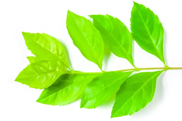 Fresh green leaf on white background — Stock Photo, Image