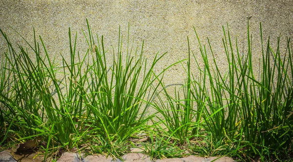 Erba verde su muro di pietra lavato, sfondo — Foto Stock