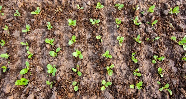 Groentetuin — Stockfoto