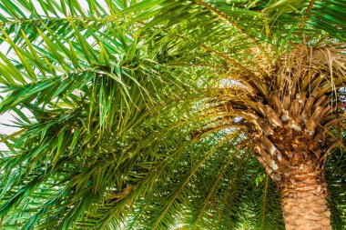 beyaz zemin üzerinde palmiye ağacı