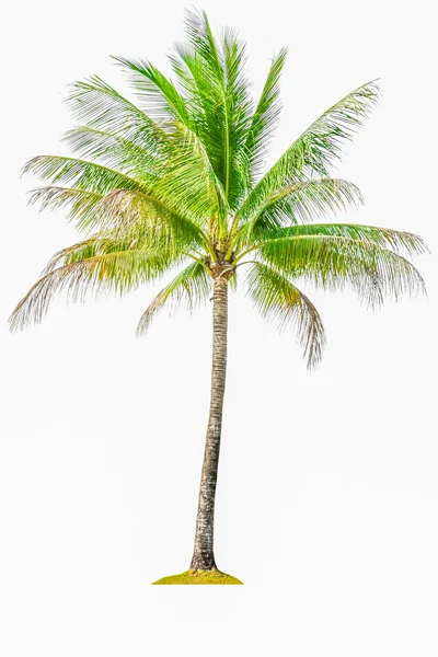 Árbol de coco aislado sobre fondo blanco — Foto de Stock