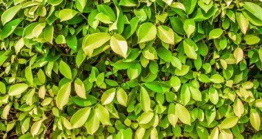 yeşil yaprakları duvar arka kapatmak