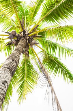 beyaz zemin üzerine Hindistan cevizi ağacı