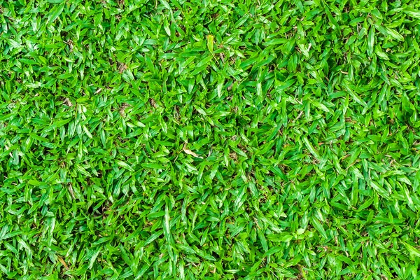 Green grass background texture — Stock Photo, Image