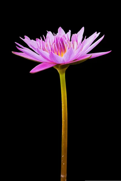 Violet lotus isolated on a black background — Stock Photo, Image