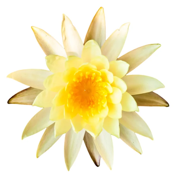 Yellow lotus isolated on a white background — Stock Photo, Image