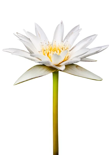 Weißer Lotus mit gelben Pollen auf weißem Hintergrund — Stockfoto