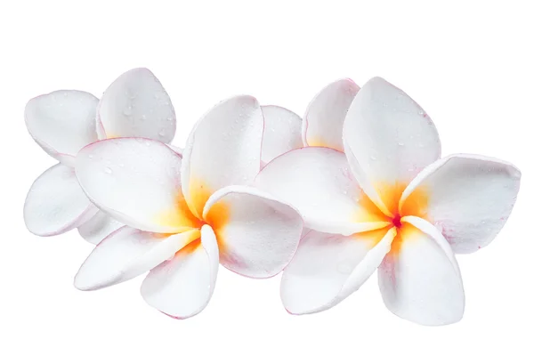 Frangipani plumeria spa Blume isoliert auf weißem Hintergrund — Stockfoto