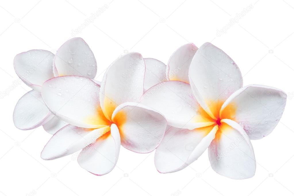 Frangipani plumeria Spa Flower isolated on white background