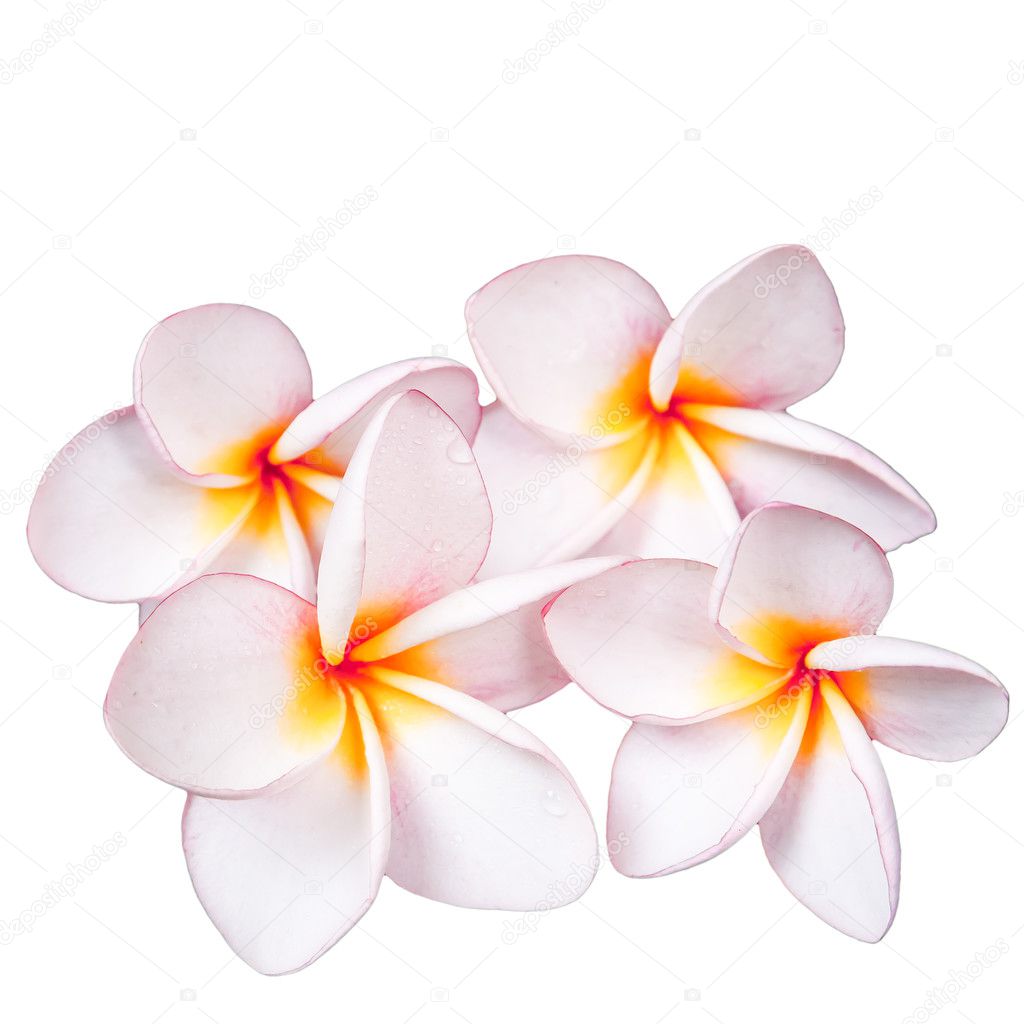 Frangipani plumeria Spa Flower isolated on white background