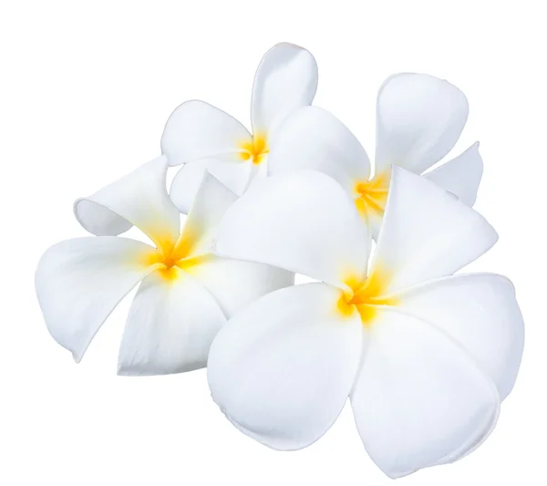 Frangipani plumeria spa Blume isoliert auf weißem Hintergrund — Stockfoto